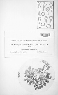 Puccinia graminicola image
